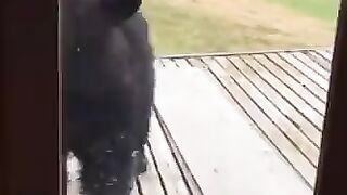Animal funny short