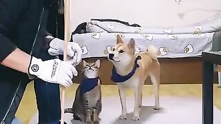 Dogs and cats who are good at listening to their master's commands