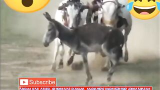 Donky