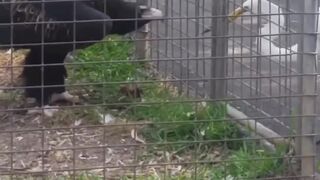 Eagle in the cage