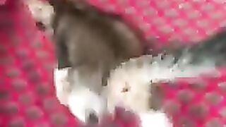 My Cat DIDI Play with Mouse ???????? #shorts