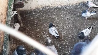 Kabutar Eating in a cage