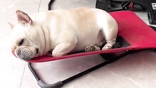Sweet Doggy
