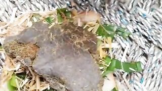 funny animals part #2