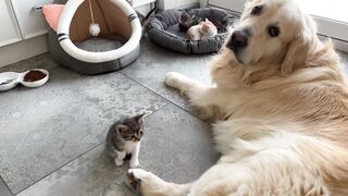 Golden Retriever and Tiny Kittens