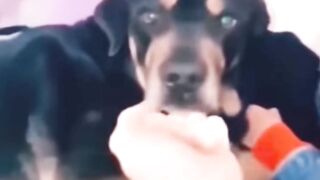 funny animals part #3