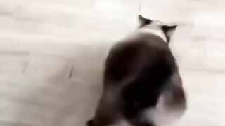 Trending Cute Cats Funny Clips????????|| Best #funnycat