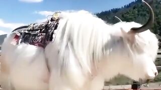 موسیقی کو روح کی غذا کہنے والو! ذرا رب کا قرآن سن کر تو دیکھو
