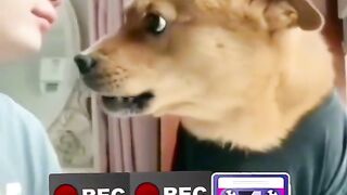 Man vs dog full funny