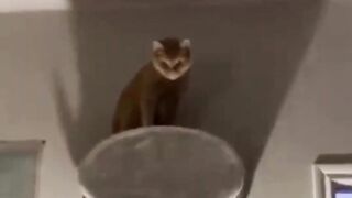 funny animals part #4