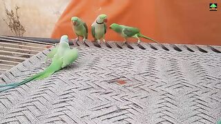 So_Amazing_Video_Of_Talking_Parrots_On_Charpai