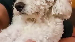 Dog_Makes_Funny_Face_While_Getting_Trimmed____