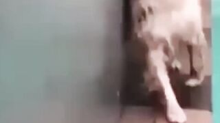 funny animals part #6