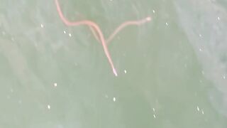 Snakes