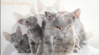 Animal Sounds for Children 20 Amazing Animals