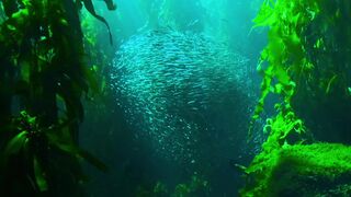 Sea ocean animals fishing ????