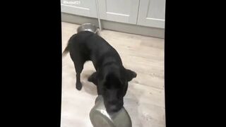 Cats & Dogs Funny Videos compilation 2023