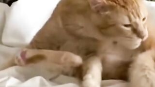 funny animals part #9