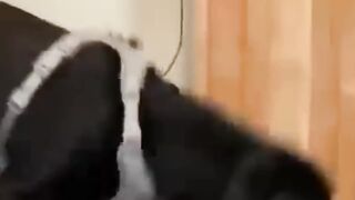 funny animals part #10