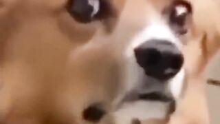 funny animals part #11