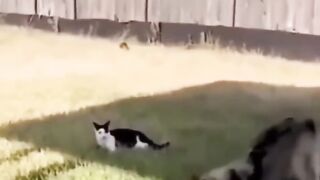 funny cats and dog compilation shorts???????? #shortvideo