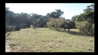 buffalo fight