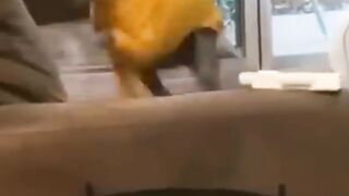 funny animals part #12