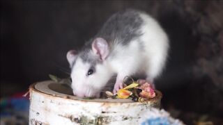 Rat ???? food