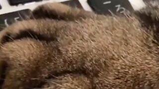 funny animals part #13