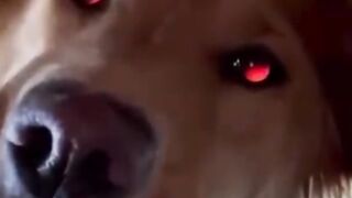 funny animals part #14