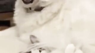 funny animals part #16