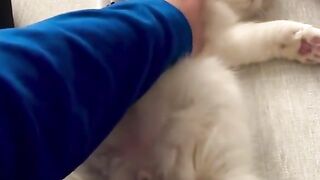 cat playing with kids