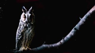 Owl ???? Bird