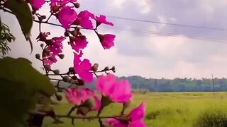 Beautiful view of nature