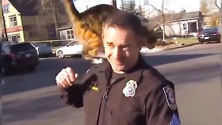 funny animal compilation