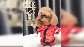 Baby Dogs - Cute and Funny Dog Videos Compilation
