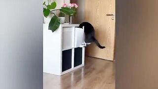 Funny cats