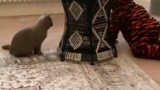 So funny cats compilation 2023 || so funny cat videos