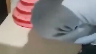 Best Funny Animal Videos 2022 ???????? - Funniest Dogs And Cats Videos ????