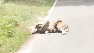 You are driving and you see this, would you intervene or let the circle of life continue