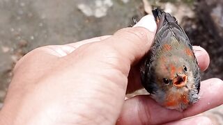the kemade bird is still young