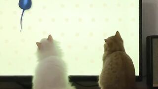 Hunting mice ????????