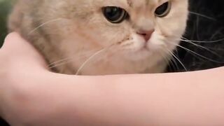 Cute cat love cat