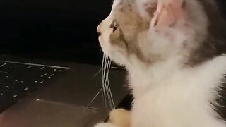 Funny kitten 5
