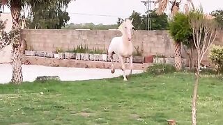 Horse ???????? video 2