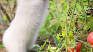 Rabbits eat tomatoes