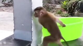 The cleverness of a monkey who wants to bathe himself
