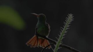 Beautiful Humingbird