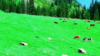 3005,status,status video,status song,status whatsap,beast song,good song,video,natural