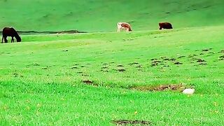 3006,status,status video,status song,status whatsap,beast song,good song,video,natural